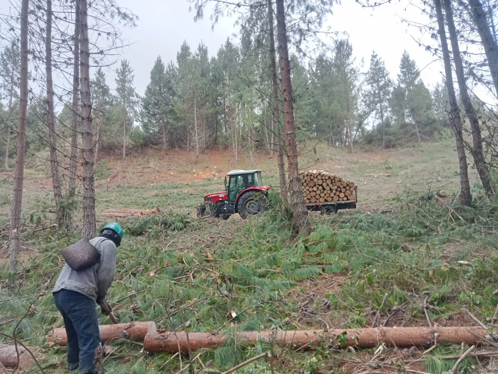 Operación forestal con madera y maquinaria